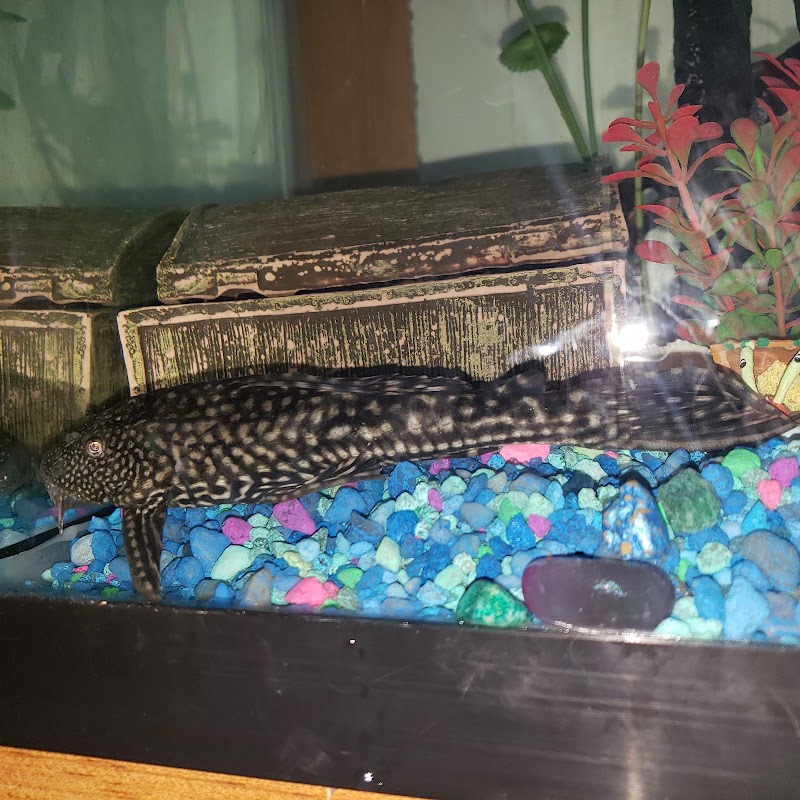 The Aquarium - Photo 1