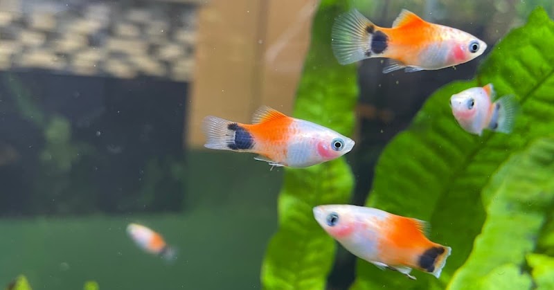 Fishtery LFS - Photo 4