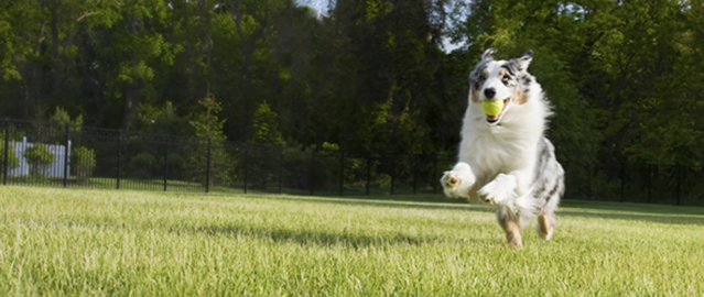 Animal Connection LLC - Photo 2