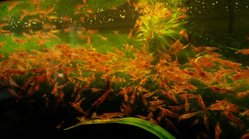 Click & Fish Aquatics - Photo 2