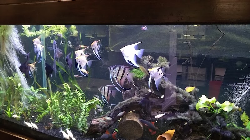 Click & Fish Aquatics - Photo 5