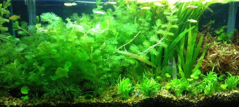 Azalea Aquariums - Photo 2