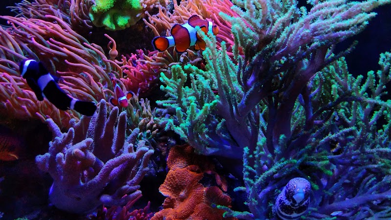 Premier Aquatics - Photo 2