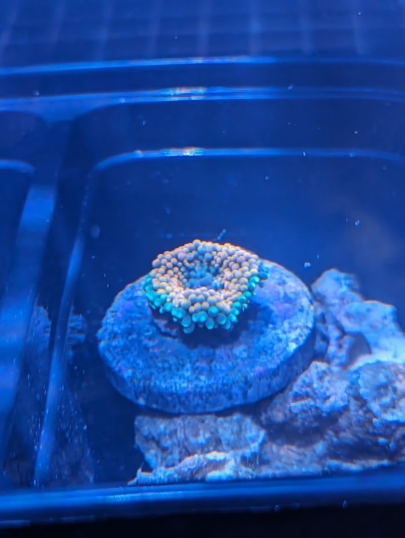 Premier Aquatics - Photo 4