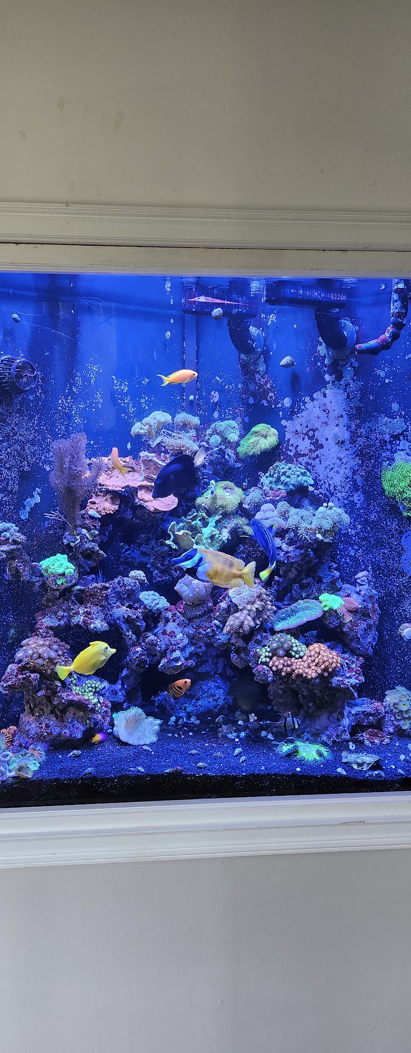 HOMEBRED AQUATICS - Photo 1