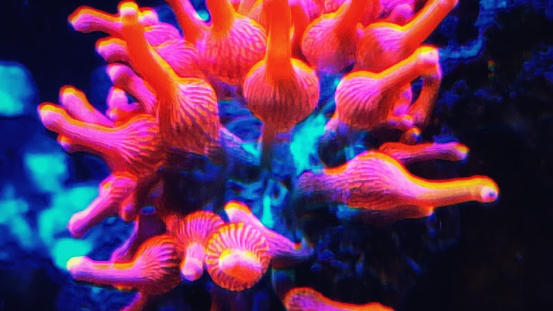 Pisces Fish and Coral - Photo 2