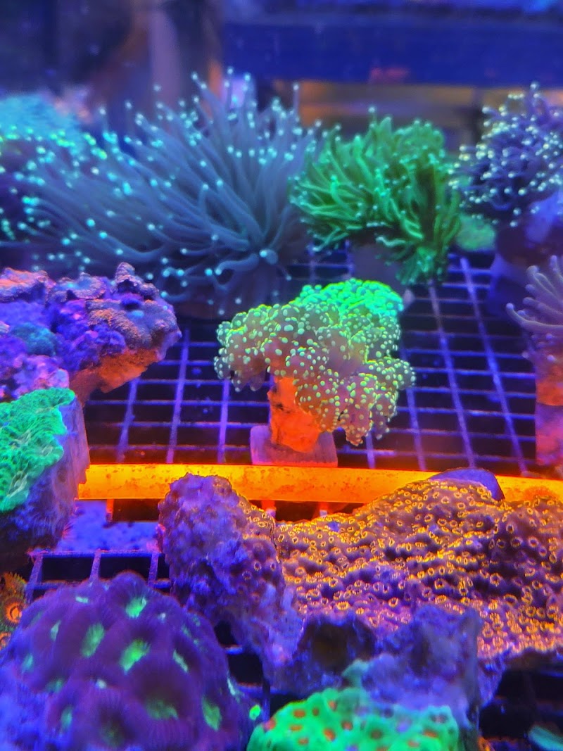 Pisces Fish and Coral - Photo 5