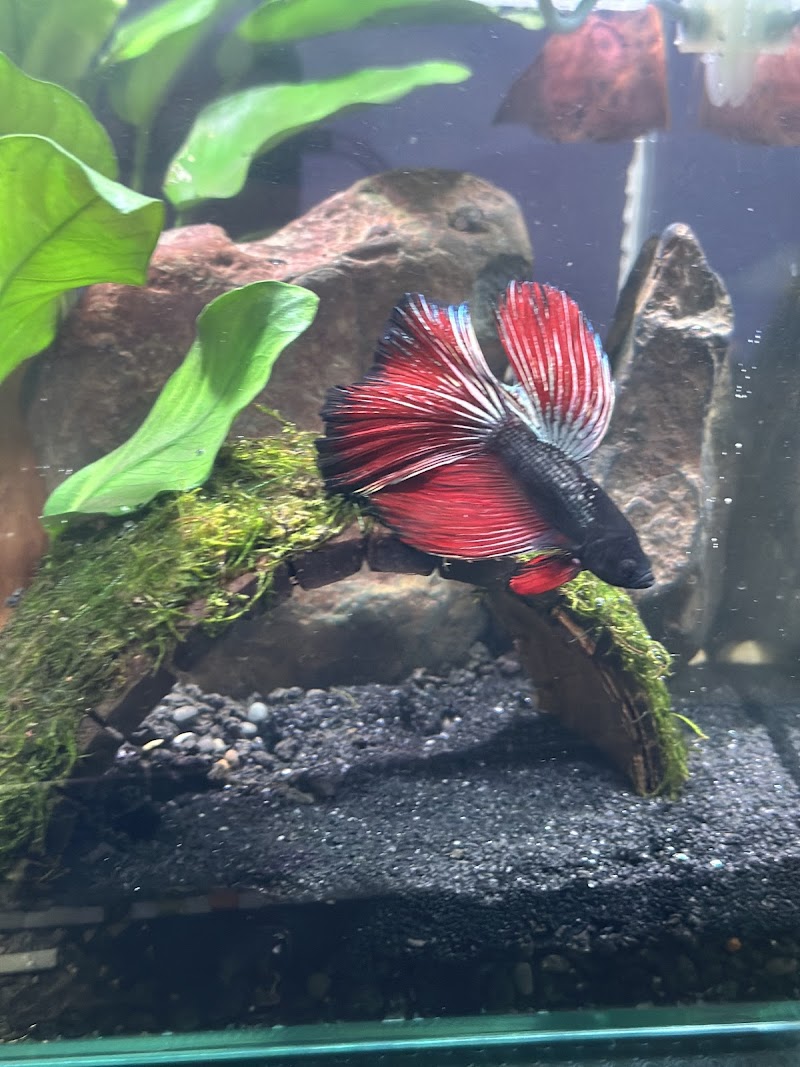 Tropical Exotics - Photo 4