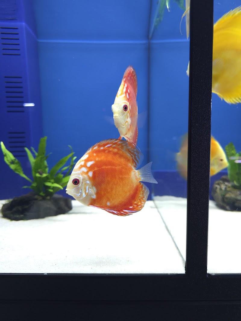 Tropical Exotics - Photo 5