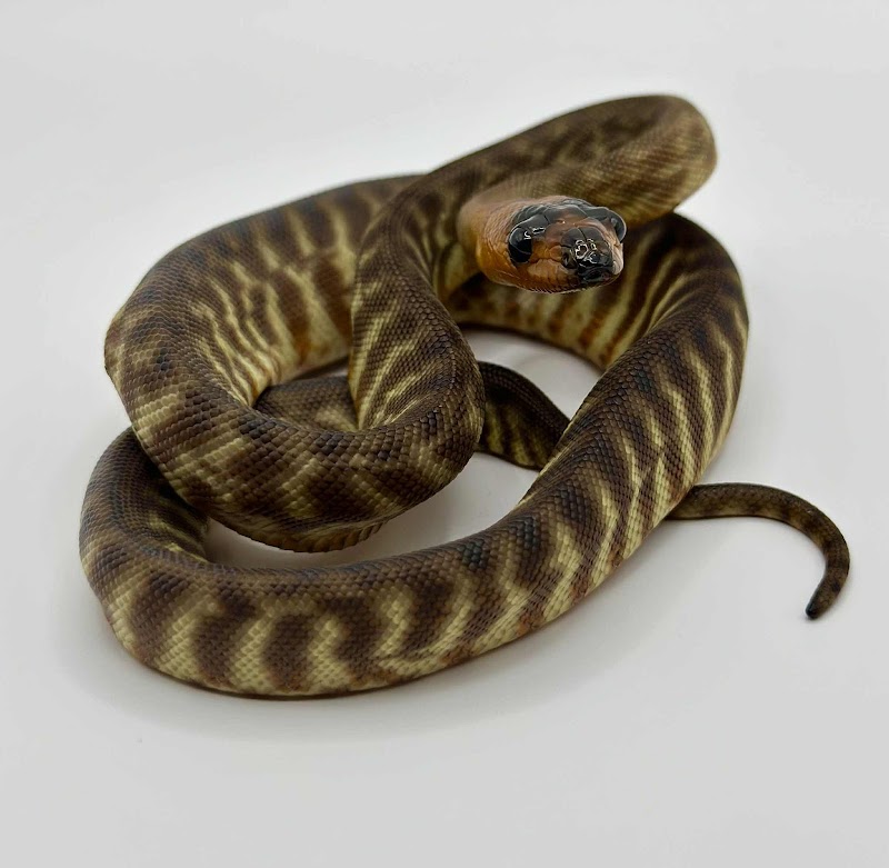Pet World - Photo 3