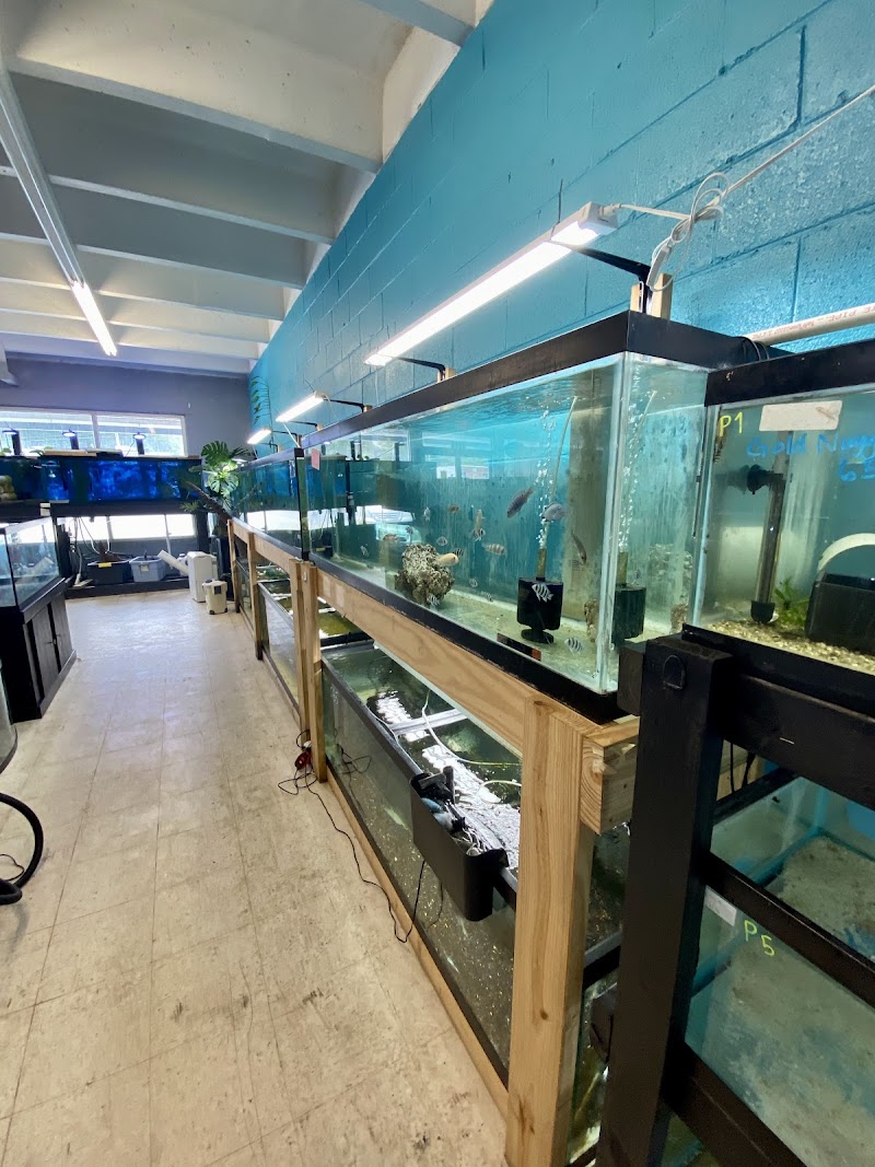 Skoolz of Fish - Photo 3