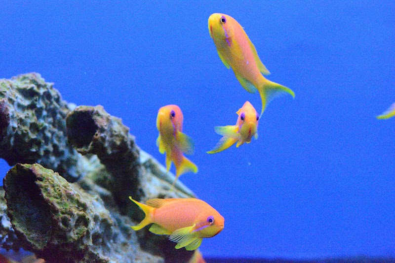 Aquatic Cove - Photo 3