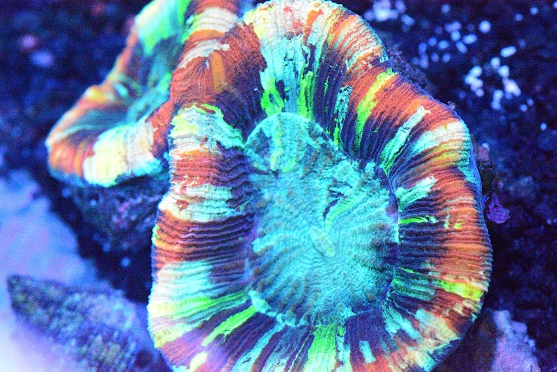 Aquatic Cove - Photo 4