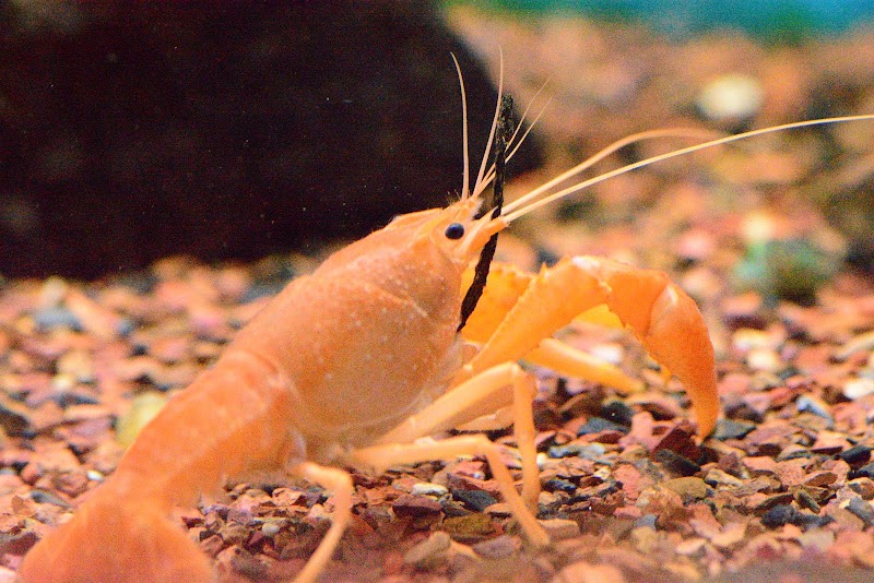 Aquatic Cove - Photo 5