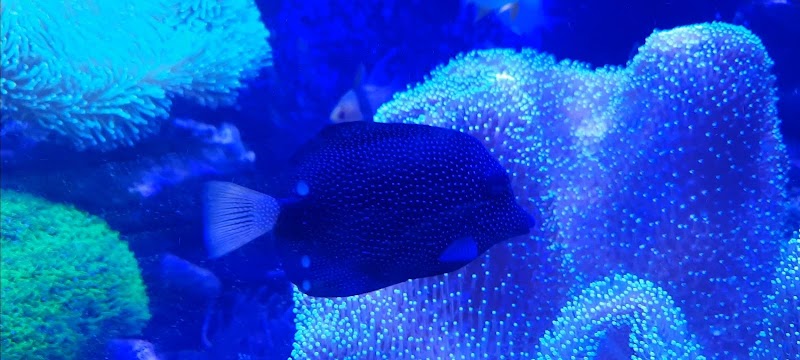 The Mystic Reef - Photo 3