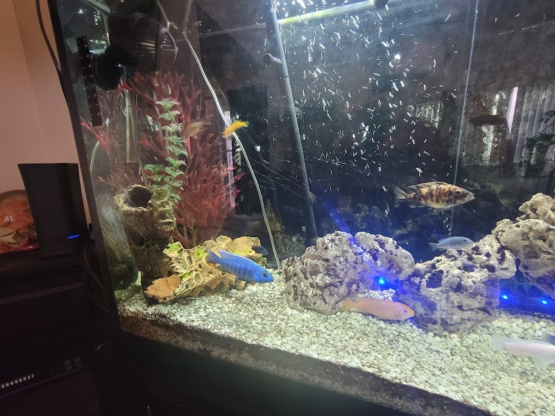 The Mystic Reef - Photo 4