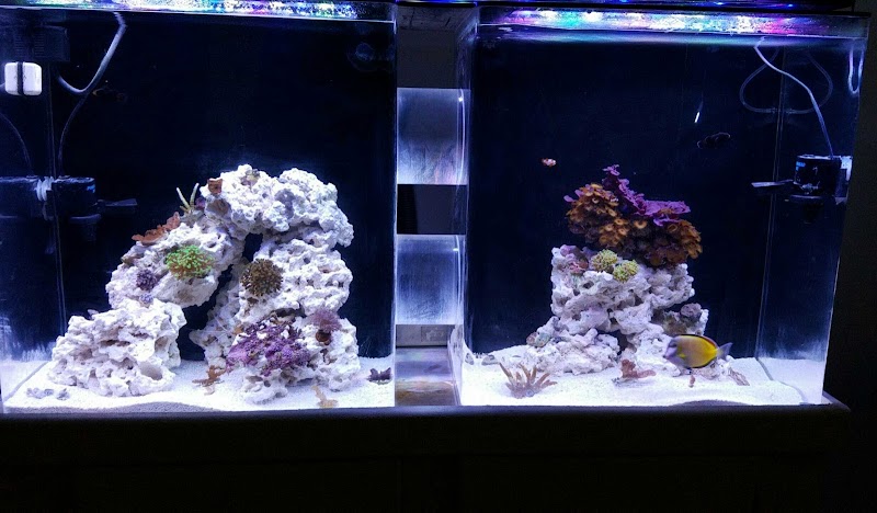 The Mystic Reef - Photo 5