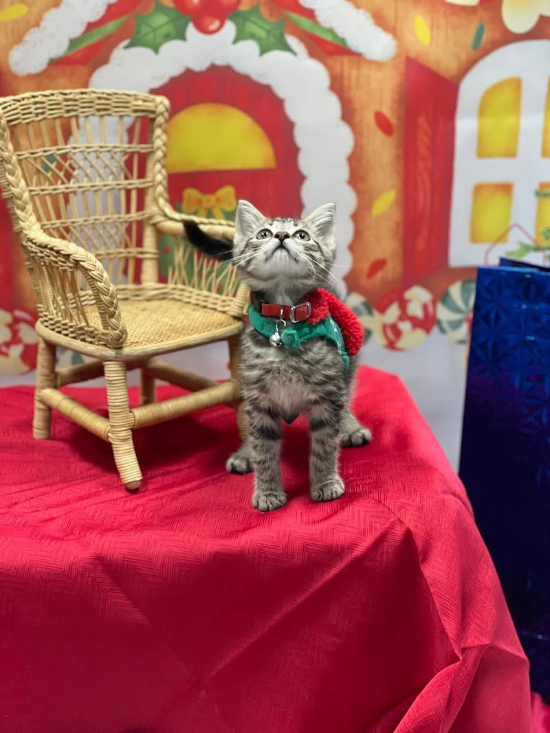 A Pet's Tale - Photo 5