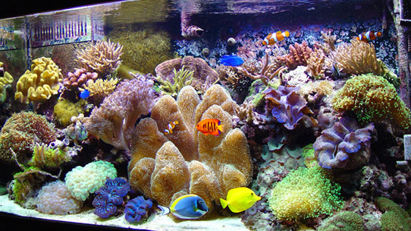 Aquarium Paradise - Photo 2