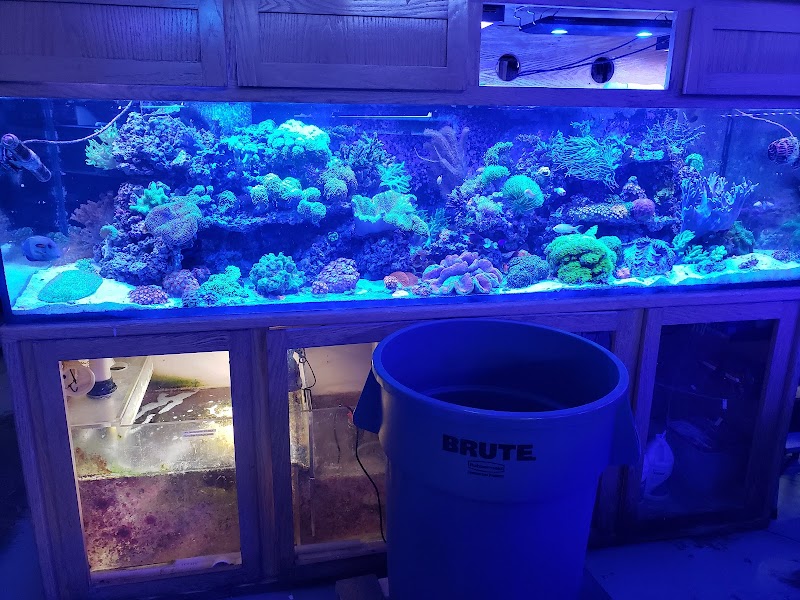 Barrier Reef Aquariums - Photo 2