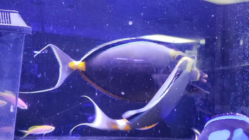 Barrier Reef Aquariums - Photo 3