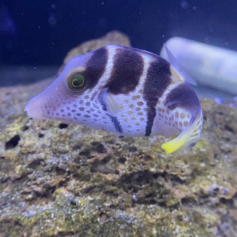 Barrier Reef Aquariums - Photo 5