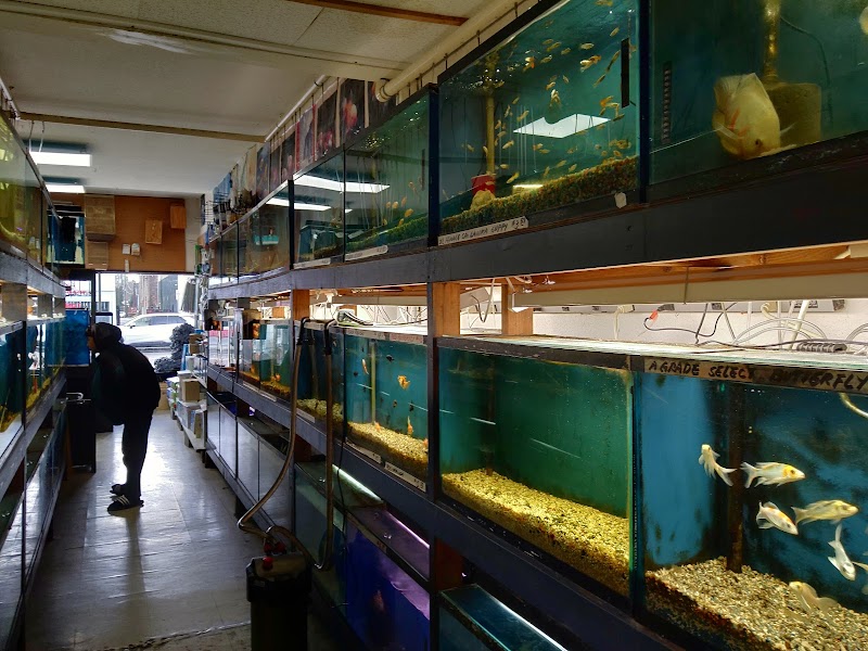 Asia Gift & Aquarium - Photo 2