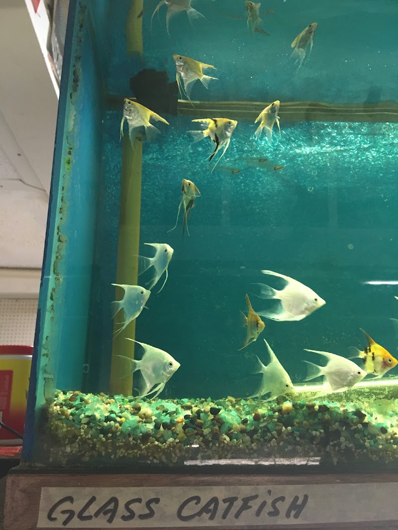 Asia Gift & Aquarium - Photo 5