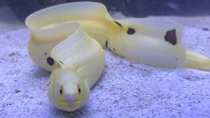 Ocean Aquatics - Photo 2