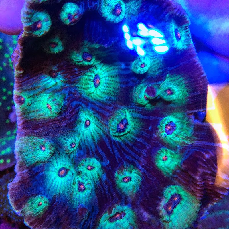 Ocean Aquatics - Photo 5