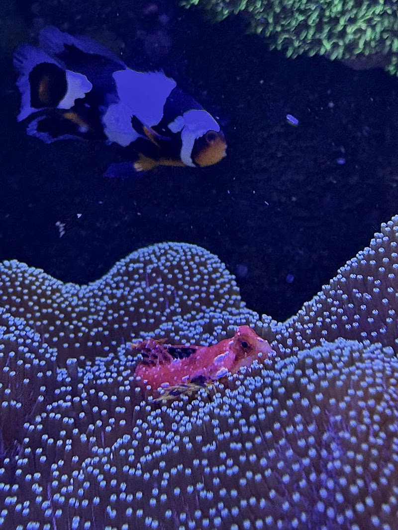 Sea King Aquariums - Photo 5