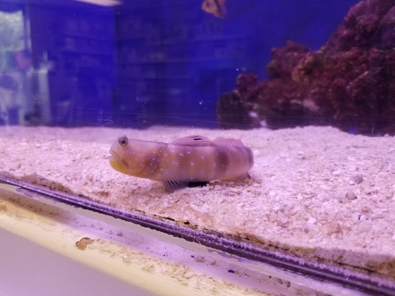 Saltwater City - Photo 3