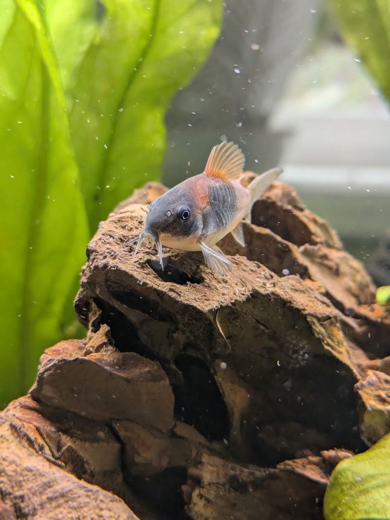 Moonlight Aquatics - Photo 3