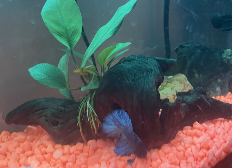 Moonlight Aquatics - Photo 5