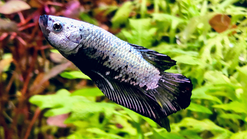 Red's Aquarium & Pet Supply - Photo 2