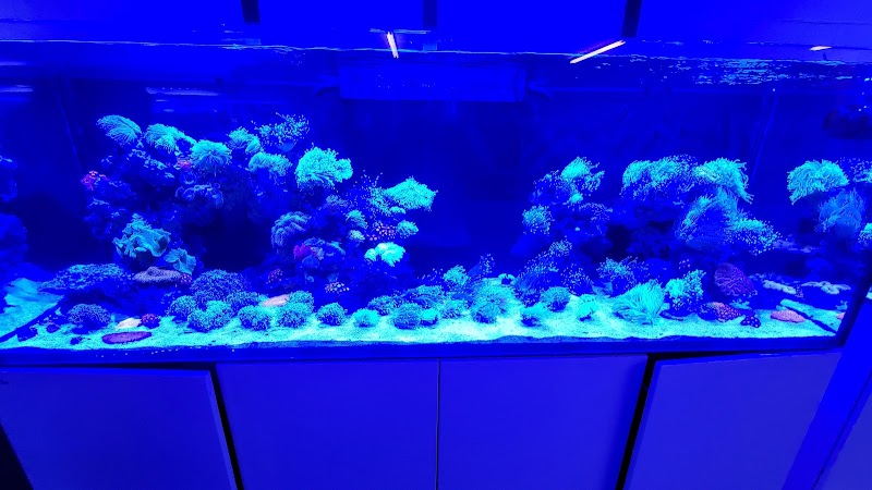 Reef Lounge Norco - Photo 4