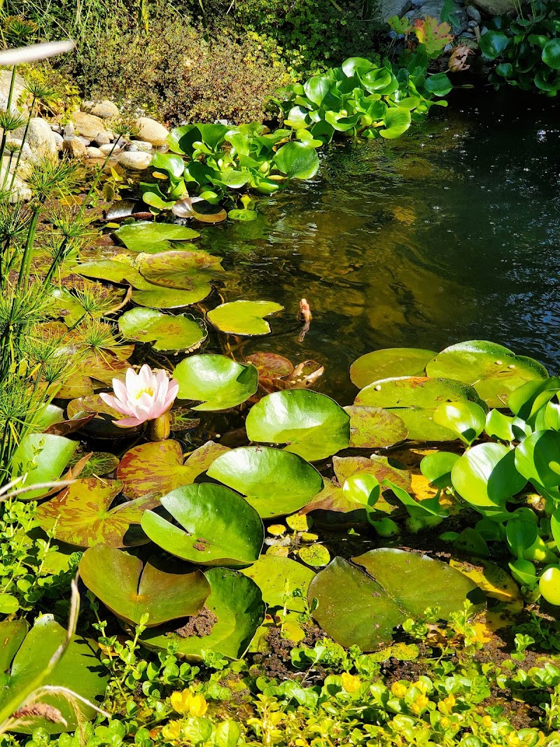 Play It Koi - Photo 4