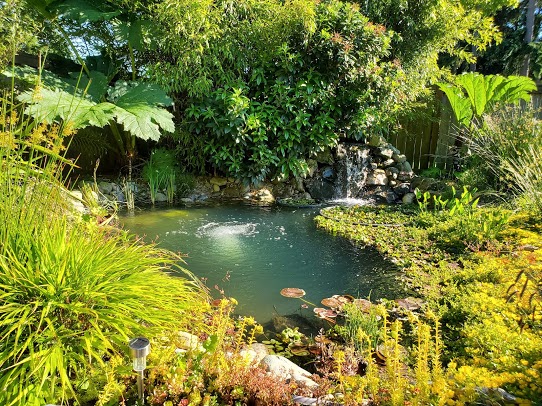 Play It Koi - Photo 5