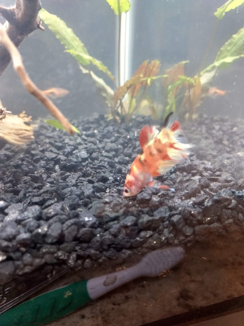 Jan's Tropical Fish - Photo 2