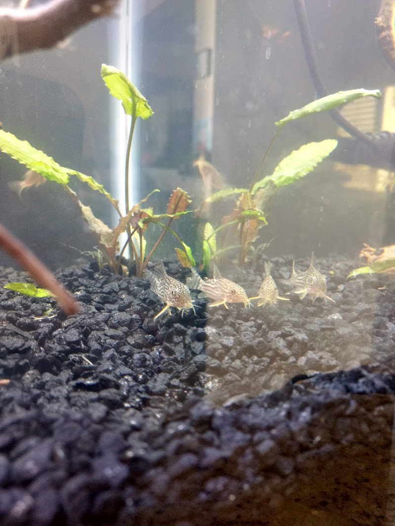 Jan's Tropical Fish - Photo 5