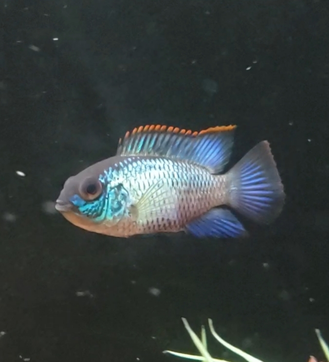 Fish Cave LLC - Photo 2