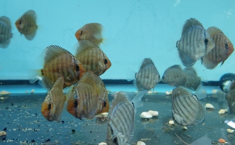 Fish Cave LLC - Photo 5