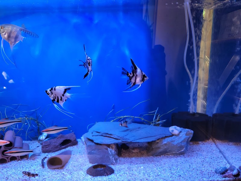 Advanced Aquarium Systems - Photo 3