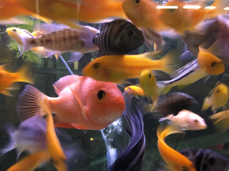 Advanced Aquarium Systems - Photo 4