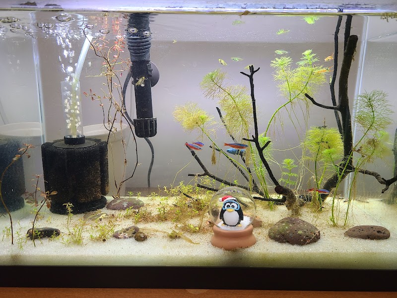 Advanced Aquarium Systems - Photo 5
