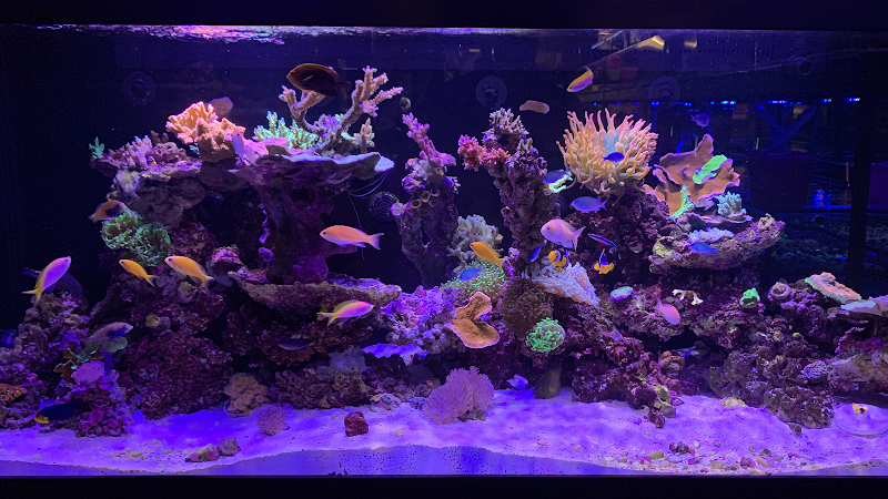 Aquatic Collection - Photo 2