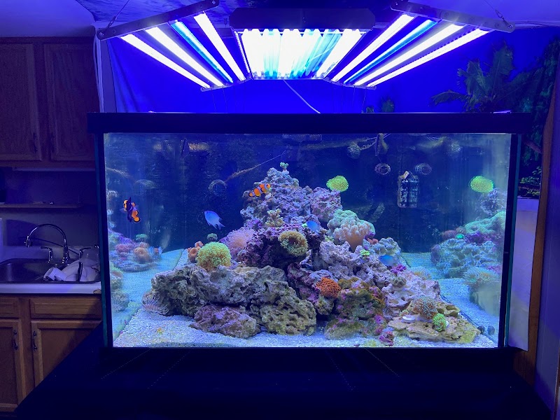 Custom Aquariums - Photo 5