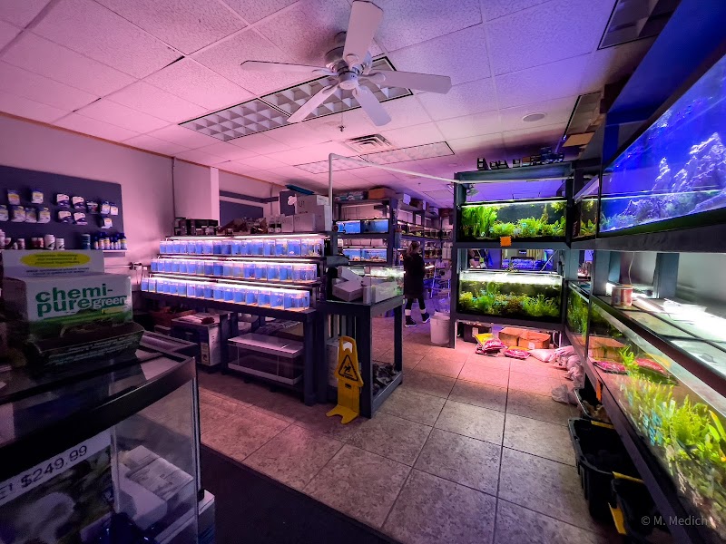 The Golden Guppy - Photo 2