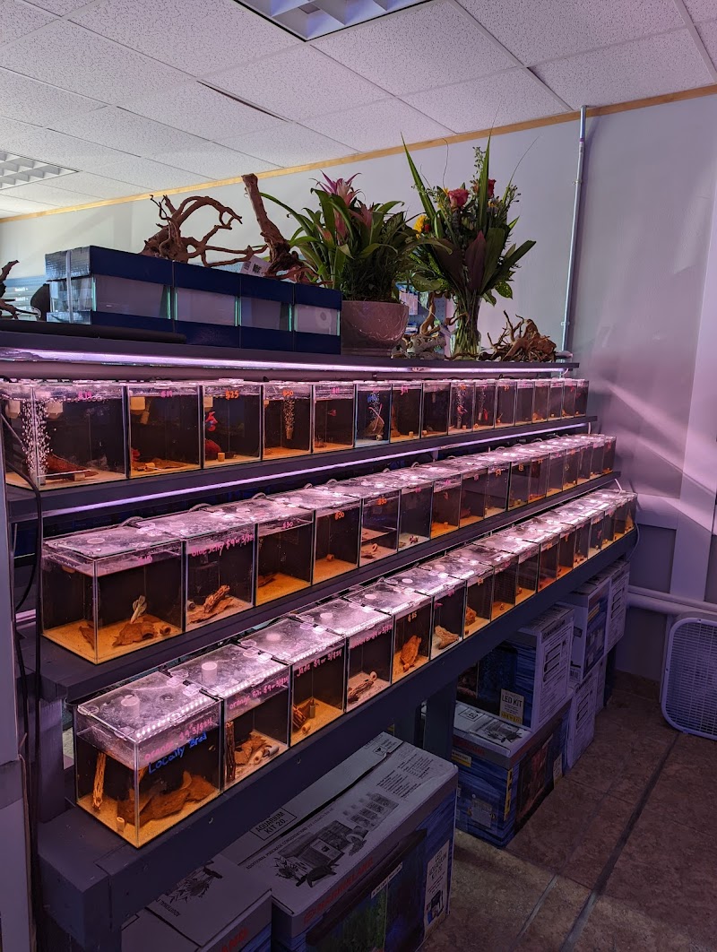 The Golden Guppy - Photo 3