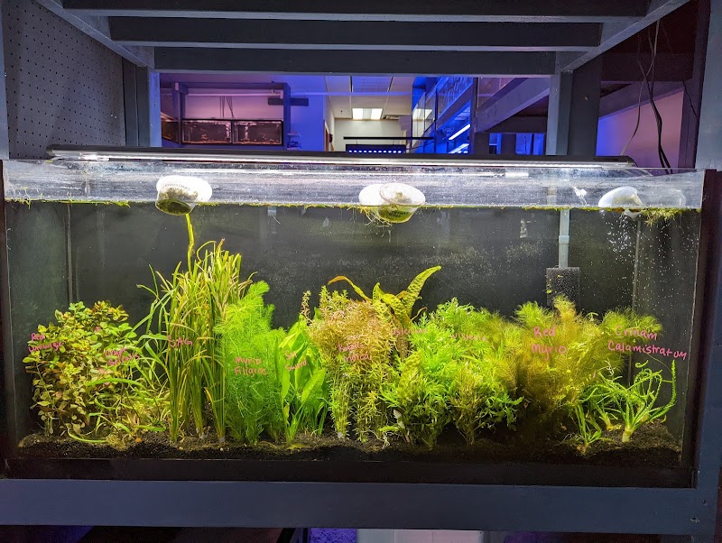 The Golden Guppy - Photo 4